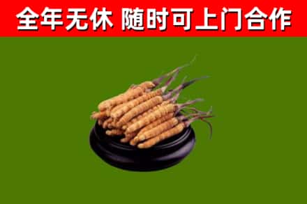 远安回收冬虫夏草