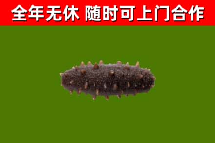 远安回收海参干